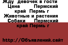 Жду  девочек в гости. › Цена ­ 10 - Пермский край, Пермь г. Животные и растения » Собаки   . Пермский край,Пермь г.